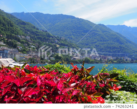 Wonderful red flowers at promenade in Montreux city in Switzerland 74263241