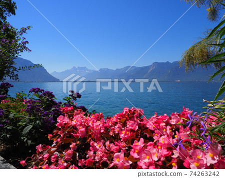 Picturesque reddish flowers at promenade in Montreux city, Switzerland 74263242