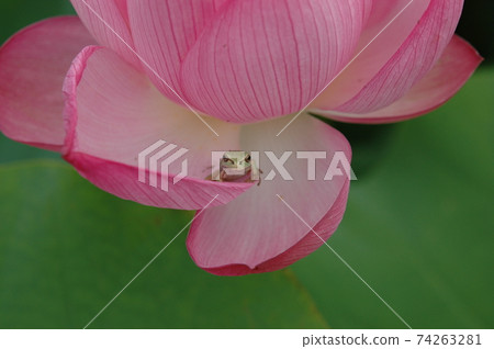 蓮花上的青蛙 74263281