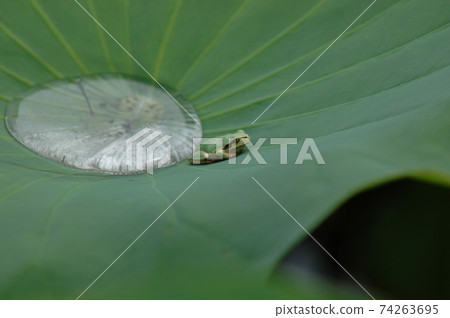 雨滴和樹蛙 雨滴和樹蛙 74263695
