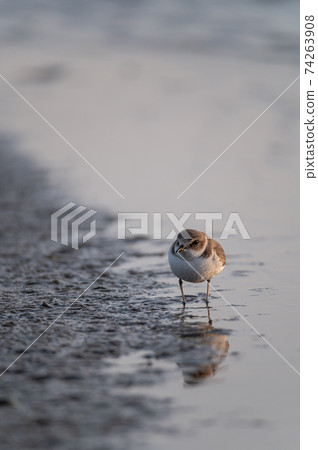 肯蒂什over潮灘野生鳥 74263908