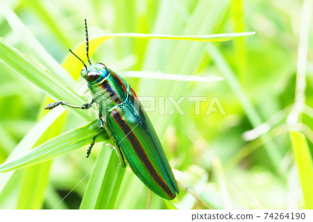 Buprestidae (Buprestidae) 74264190