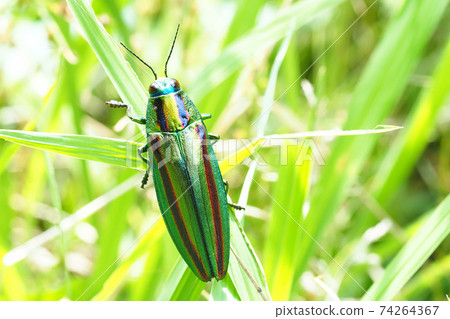 up科(Buprestidae) up科(Buprestidae) 74264367