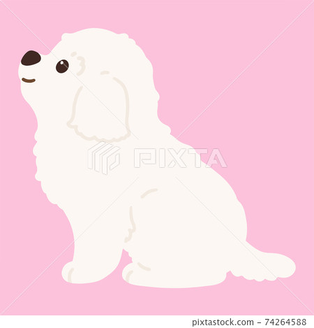 簡單可愛的馬爾濟斯犬,側身坐乳白色,無主線 簡單可愛的馬爾濟斯犬,側身坐乳白色,無主線 74264588