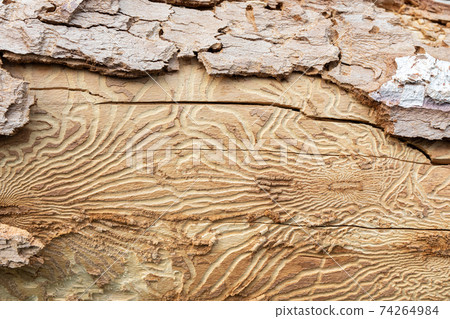 Close up imprint of bark beetle under piece of bark. tree was eaten by bark beetle 74264984