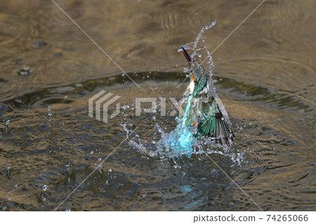 翠鳥捕食小魚並跳上 74265066