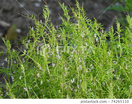 鈴蘭豌豆(野草) 鈴蘭豌豆(野草) 74265110
