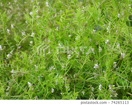 Vicia hirsuta (wild grass) 74265113