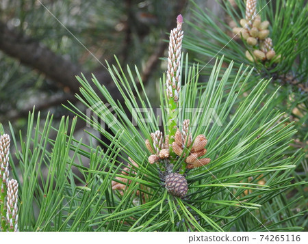 Pine flowers (male and female) Pine flowers (male and female) 74265116