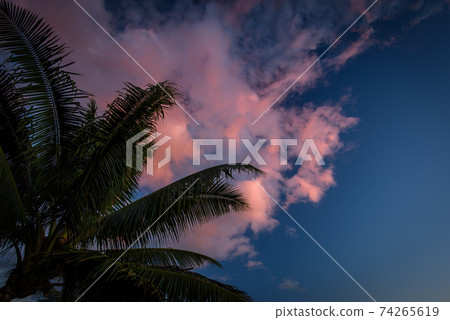 Palm evening view Palm evening view 74265619