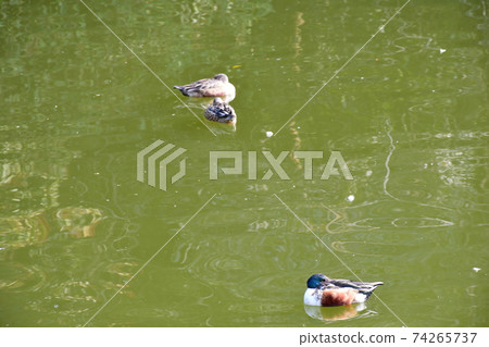 冬天的住吉神社 74265737