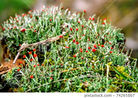 Lichen plant moss core moss 74265807