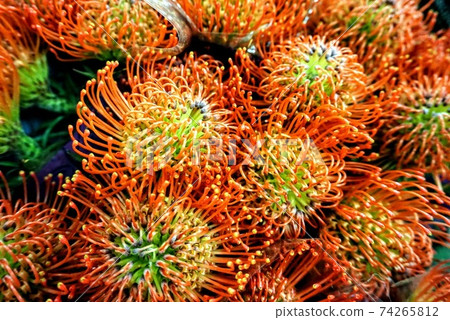 Fresh flower market Ryuko Spermum pincushion 74265812