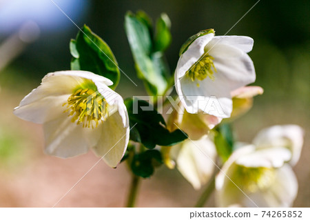 Christmas rose Christmas rose 74265852