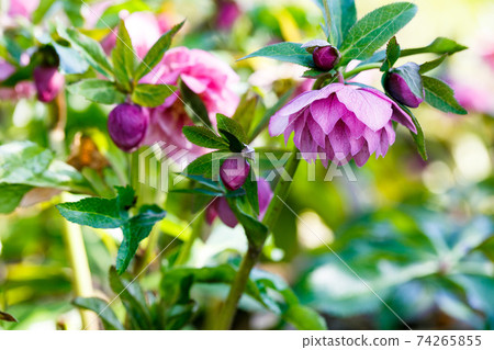 Christmas rose Christmas rose 74265855