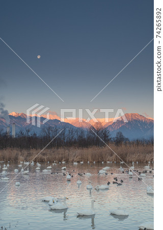 北阿爾卑斯山沐浴著早晨的陽光[三鷹田水水池] 74265892