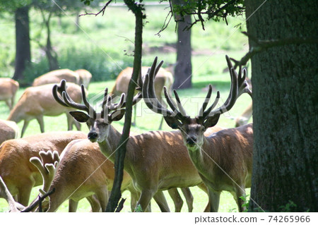 Fallow-pack Fallow-pack 74265966