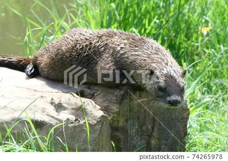 Otter (Lutra lutra) 74265978