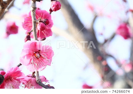 Japanese plum garden 74266074