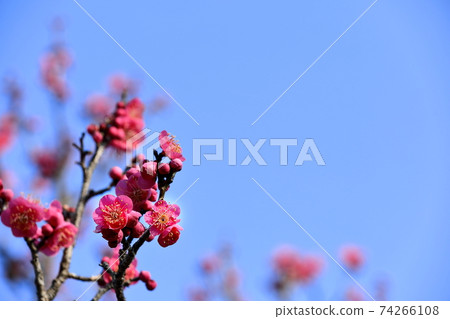 Japanese plum garden Japanese plum garden 74266108