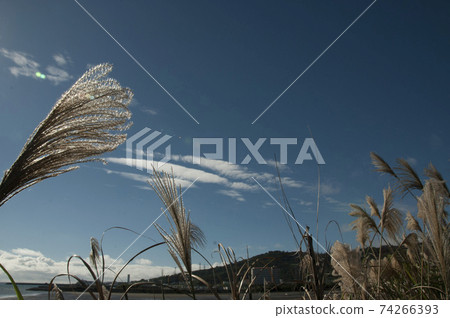 Japanese pampas grass floating in the blue sky 74266393