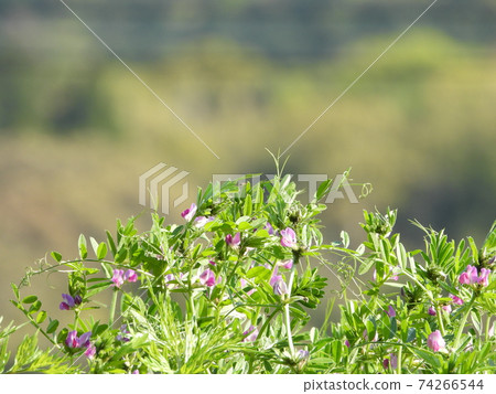 烏鴉花（Yahazu End Dew） 74266544