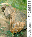 Petrified wood just in nature 74266583