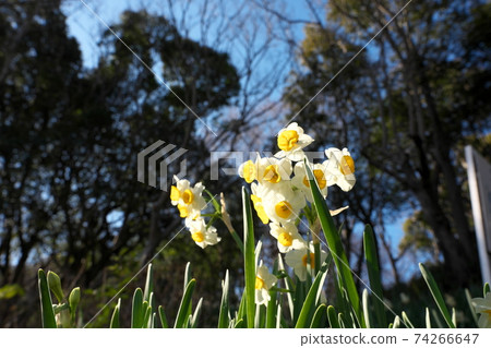 水仙 74266647