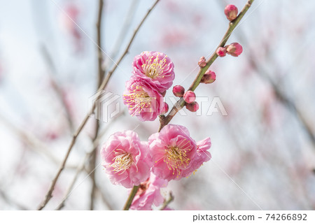 Plum blossoms 74266892