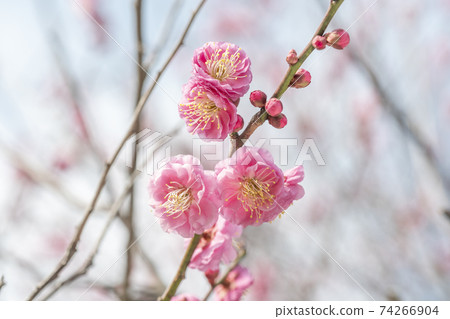梅花 梅花 74266904