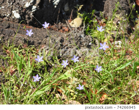 Wahlenbergia (wild grass) 74266945