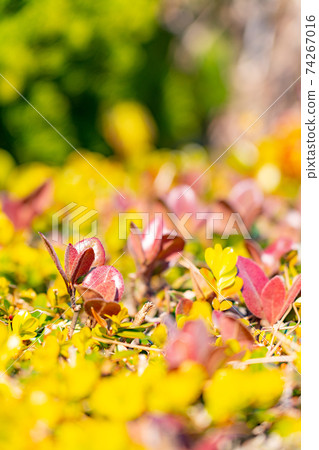 Nature image Nature image 74267016