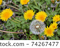 Dandelion Spring is a lot of fun today 74267477