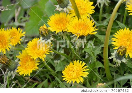 Dandelion Spring is a lot of fun today 74267482