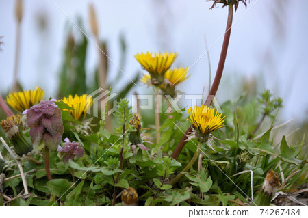 Dandelion Spring is a lot of fun today 74267484