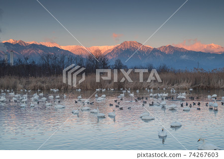 Northern Alps bathed in the morning sun [Takarada Yusuiike at dawn] 74267603