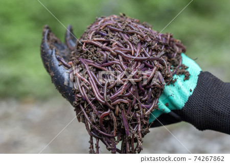 Farmer hands holding Fertile soil Farmer hands holding Fertile soil 74267862