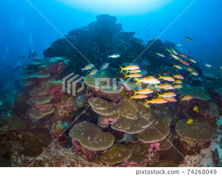 黃鰭金槍魚牧群和rit科伴侶(緬甸梅爾吉群島) 黃鰭金槍魚牧群和rit科伴侶(緬甸梅爾吉群島) 74268049