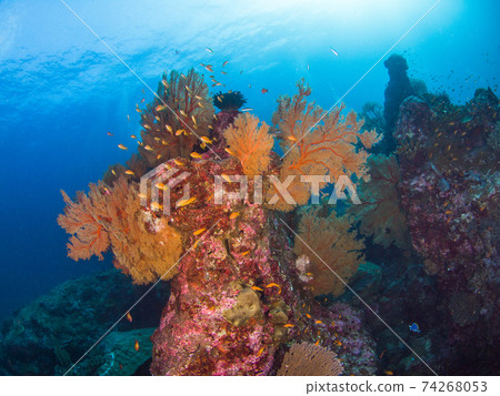 Sea goldie herd and Isobana (Mergui Archipelago, Myanmar) Sea goldie herd and Isobana (Mergui Archipelago, Myanmar) 74268053