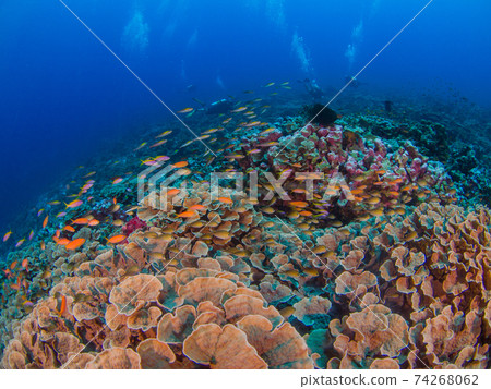 Cabbage coral and various schools of fish (Mergui Archipelago, Myanmar) Cabbage coral and various schools of fish (Mergui Archipelago, Myanmar) 74268062
