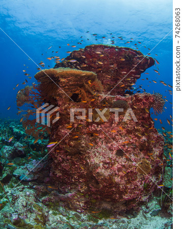 Various fish that flock to the roots of coral (Mergui Archipelago, Myanmar) 74268063