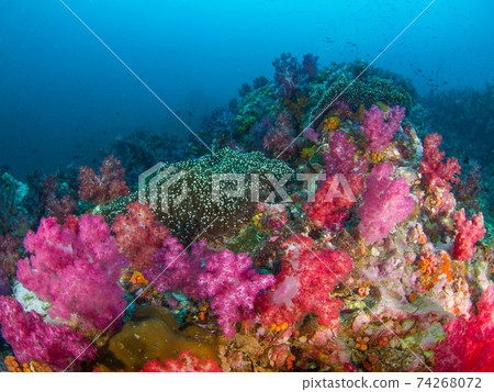 Sea anemone and soft coral colony (Mergui Archipelago, Myanmar) Sea anemone and soft coral colony (Mergui Archipelago, Myanmar) 74268072