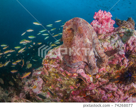 Wamondako和Fuziler的一大群(緬甸梅爾吉群島) Wamondako和Fuziler的一大群(緬甸梅爾吉群島) 74268077