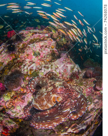 Large swarm of Wamondako and Fuziler (Mergui Archipelago, Myanmar) Large swarm of Wamondako and Fuziler (Mergui Archipelago, Myanmar) 74268078