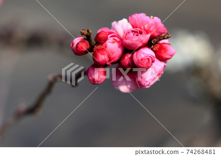 梅花的芽 74268481