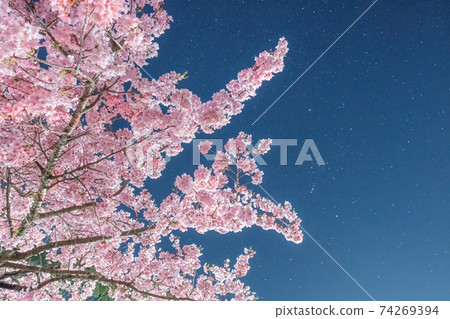 Night cherry and starry sky Night cherry and starry sky 74269394