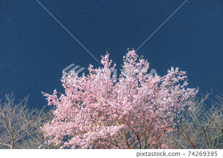 Night cherry and starry sky Night cherry and starry sky 74269395