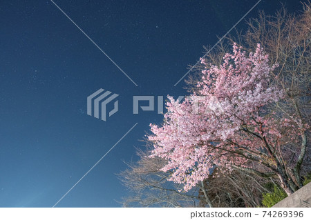 Night cherry and starry sky Night cherry and starry sky 74269396