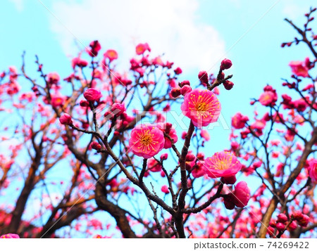 Plum tree Plum tree 74269422