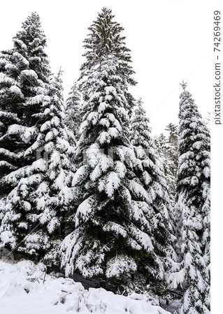 Winter landscape - high and snowy spruce trees in a deep forest Winter landscape - high and snowy spruce trees in a deep forest 74269469